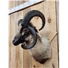 Image 4 : Jacob's 4 Horn Sheep Shoulder Mount Taxidermy