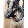 Image 5 : Jacob's 4 Horn Sheep Shoulder Mount Taxidermy