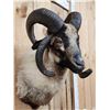 Image 6 : Jacob's 4 Horn Sheep Shoulder Mount Taxidermy