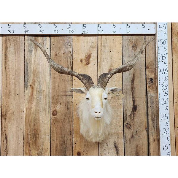 White Catalina Feral Goat Shoulder Mount Taxidermy