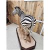 Image 10 : Spectacular Zebra Full Body Taxidermy Mount