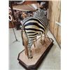 Image 12 : Spectacular Zebra Full Body Taxidermy Mount