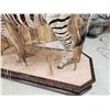 Image 13 : Spectacular Zebra Full Body Taxidermy Mount