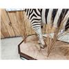 Image 14 : Spectacular Zebra Full Body Taxidermy Mount