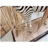 Image 15 : Spectacular Zebra Full Body Taxidermy Mount
