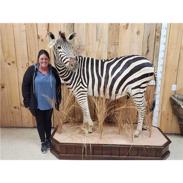 Spectacular Zebra Full Body Taxidermy Mount