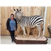 Image 1 : Spectacular Zebra Full Body Taxidermy Mount