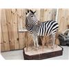Image 2 : Spectacular Zebra Full Body Taxidermy Mount