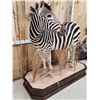 Image 3 : Spectacular Zebra Full Body Taxidermy Mount
