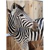Image 4 : Spectacular Zebra Full Body Taxidermy Mount