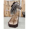 Image 5 : Spectacular Zebra Full Body Taxidermy Mount