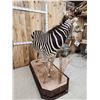 Image 6 : Spectacular Zebra Full Body Taxidermy Mount