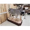 Image 7 : Spectacular Zebra Full Body Taxidermy Mount