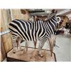 Image 8 : Spectacular Zebra Full Body Taxidermy Mount