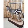 Image 9 : Spectacular Zebra Full Body Taxidermy Mount