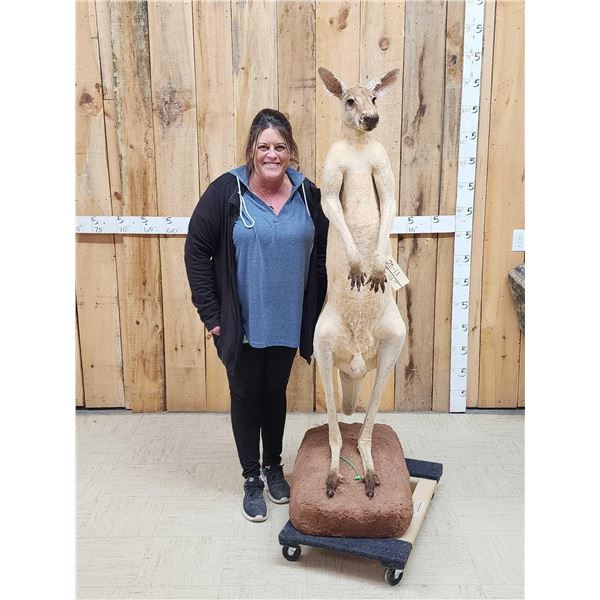Super Rare Kangaroo Full Body Taxidermy Mount