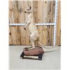 Image 2 : Super Rare Kangaroo Full Body Taxidermy Mount