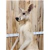Image 3 : Super Rare Kangaroo Full Body Taxidermy Mount