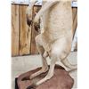 Image 4 : Super Rare Kangaroo Full Body Taxidermy Mount
