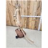 Image 5 : Super Rare Kangaroo Full Body Taxidermy Mount