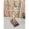 Image 6 : Super Rare Kangaroo Full Body Taxidermy Mount