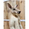 Image 7 : Super Rare Kangaroo Full Body Taxidermy Mount