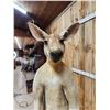 Image 8 : Super Rare Kangaroo Full Body Taxidermy Mount