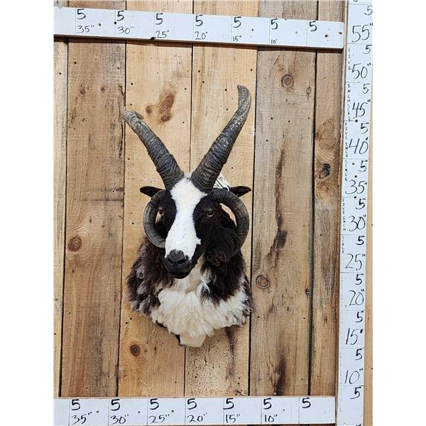 Awesome Jacob's 4 Horn Sheep Shoulder Mount Taxidermy
