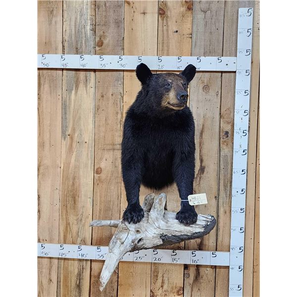 Extra Nice Black Bear Half Body Taxidermy Mount