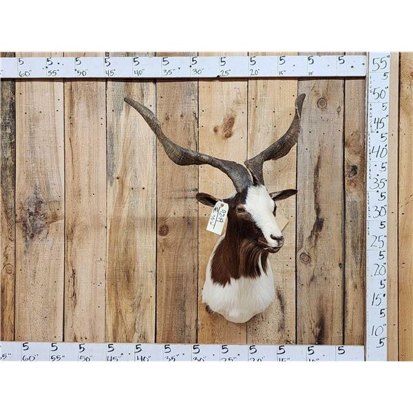 Awesome Feral Goat Shoulder Mount Taxidermy