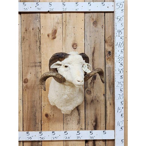 Merino Ram Sheep Shoulder Mount Taxidermy
