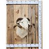 Image 1 : Merino Ram Sheep Shoulder Mount Taxidermy