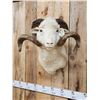 Image 2 : Merino Ram Sheep Shoulder Mount Taxidermy