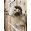 Image 3 : Merino Ram Sheep Shoulder Mount Taxidermy