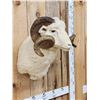 Image 4 : Merino Ram Sheep Shoulder Mount Taxidermy