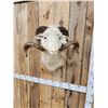 Image 5 : Merino Ram Sheep Shoulder Mount Taxidermy