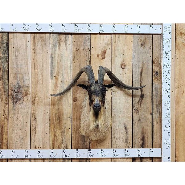 Big Feral Goat Shoulder Mount Taxidermy