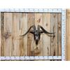 Image 1 : Big Feral Goat Shoulder Mount Taxidermy