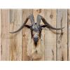 Image 2 : Big Feral Goat Shoulder Mount Taxidermy