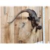 Image 3 : Big Feral Goat Shoulder Mount Taxidermy
