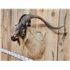Image 4 : Big Feral Goat Shoulder Mount Taxidermy