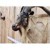 Image 5 : Big Feral Goat Shoulder Mount Taxidermy