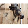 Image 6 : Big Feral Goat Shoulder Mount Taxidermy