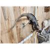 Image 7 : Big Feral Goat Shoulder Mount Taxidermy