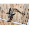 Image 8 : Big Feral Goat Shoulder Mount Taxidermy