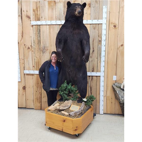 MONSTER Black Bear Full Body Taxidermy Mount