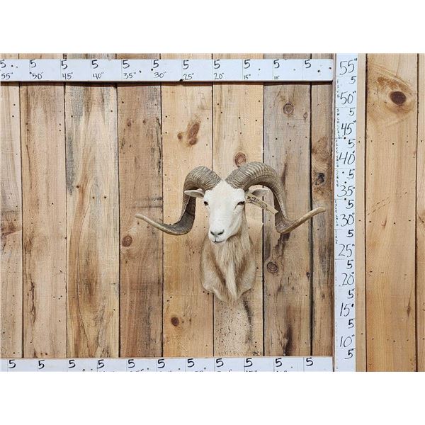 Mouflon Cross Ram Sheep Shoulder Mount Taxidermy