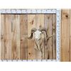 Image 1 : Mouflon Cross Ram Sheep Shoulder Mount Taxidermy