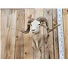 Image 2 : Mouflon Cross Ram Sheep Shoulder Mount Taxidermy