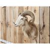 Image 3 : Mouflon Cross Ram Sheep Shoulder Mount Taxidermy